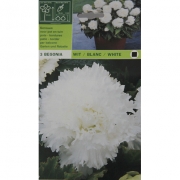 Бегония Wit blanc white. Уит Бланк белая