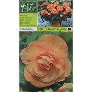 Бегония Zalm/Saumon/Salmon. Оранжево-розовая