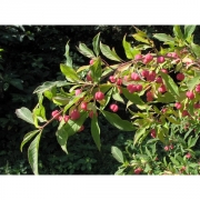 Бересклет европейский