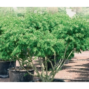 Бересклет крылатый 'Компактус'