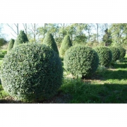 Бирючина обыкновенная