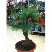 Бонсай Араукария 40 см