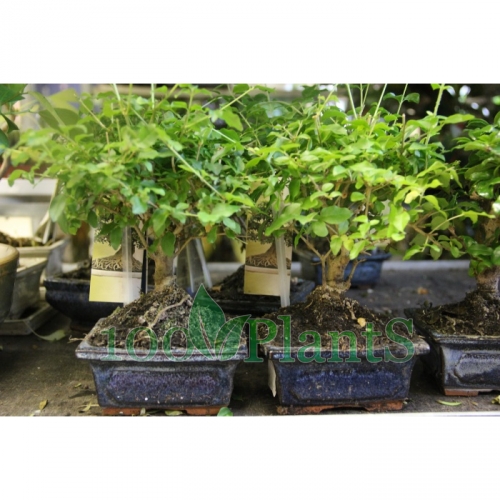 Купить Бонсай ассорти