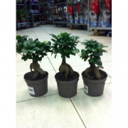 Бонсай Фикус Микрокарпа 12/30