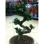 Бонсай Фикус Микрокарпа форм. маленький