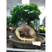 Бонсай Фикус Микрокарпа плошка