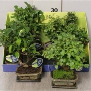 Бонсай микс