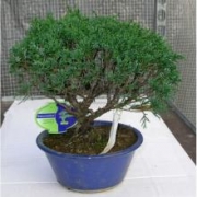 Бонсай Можжевельник