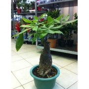 Бонсай Пахира 50 см