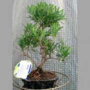 Бонсай Подокарпус