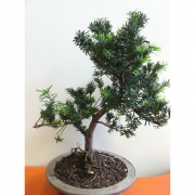 Бонсай Тисс Ягодный