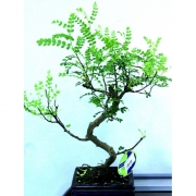 бонсай зантоксилум