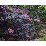 Бузина черная  'Блэк Бьюти'