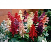 Cальвия блестящая