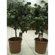 Цитрофортунелла Грейпфрут