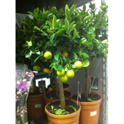 Цитрофортунелла (каламондин)