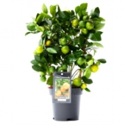 Цитрофортунелла Кукли