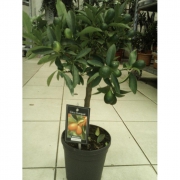 Цитрофортунелла кумкват