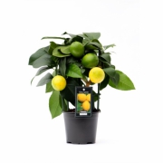 Цитрофортунелла Лайм