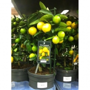 Цитрофортунелла лимон