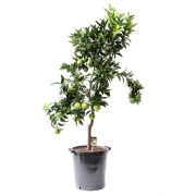 Цитрофортунелла микрокарпа Апельсин штамб 46/170