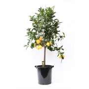 Цитрофортунелла Вулкан Лемон штамб