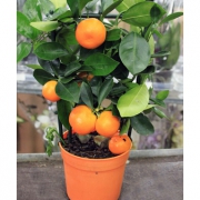 Цитрус апельсин