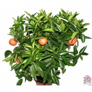 ЦИТРУС КЛЕМЕНТИНО