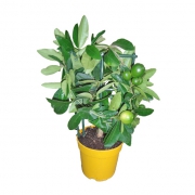 Цитрус лайм