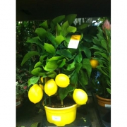 Цитрус лимон