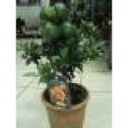 Цитрус мандарин