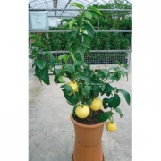 Цитрус Парадиз (Citrus Paradisi)