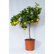 Цитрус пурша