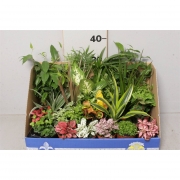 Декоративно-лиственные миксы