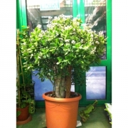 Денежное дерево (крассула)