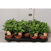 Кофейное дерево