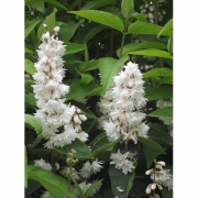 Дейция шероховатая