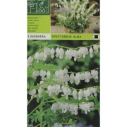 Дицентра Spectablis Alba