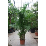 Дипсис лютесценс