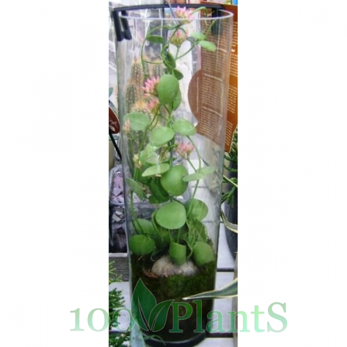 Купить Дисхидия в вазе