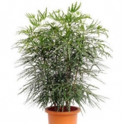 Дизиготека