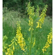 Донник желтый 25кг