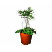 Дориоптерис