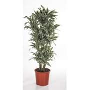 Драцена фрагранс Дер. Вайт Стрип бранч 32/140