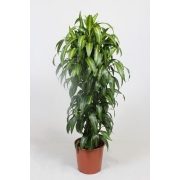 Драцена фрагранс Гавайа Саншайн бранч 30/150