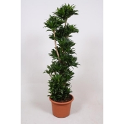 Драцена фрагранс Компакта бранч 34/140