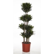 Драцена фрагранс Компакта карусель 34/160