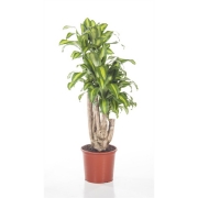 Драцена фрагранс Массаджеана бранч 32/160