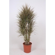 Драцена маргината Биколор бранч 30/160