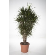 Драцена маргината бранч